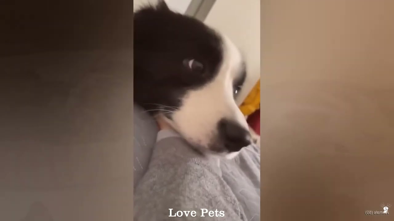 You Laugh You Lose 🦴 Funniest Cats and Dogs 2026💚