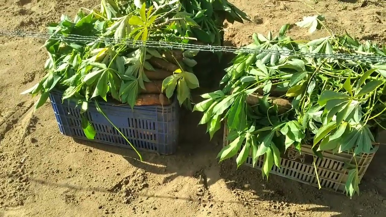 Terra molhada, é hora de colhe o bom fruto, que vem de Deus 