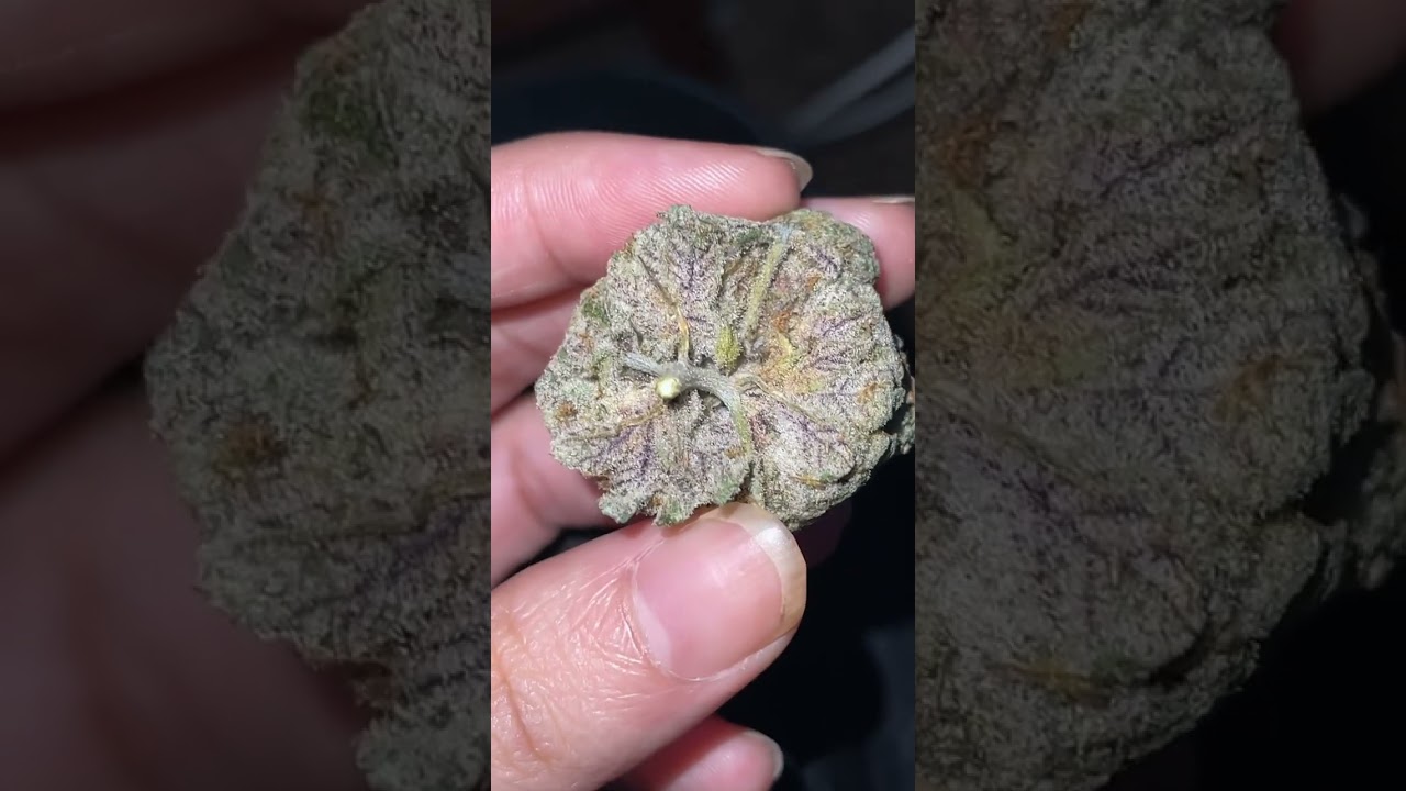 (Exotic) gorilla cake 🔥❤️&zwj;🔥⛽️ if u trust me if you&rsquo;re different kinda menu exotic. Thanks y&rsquo;all