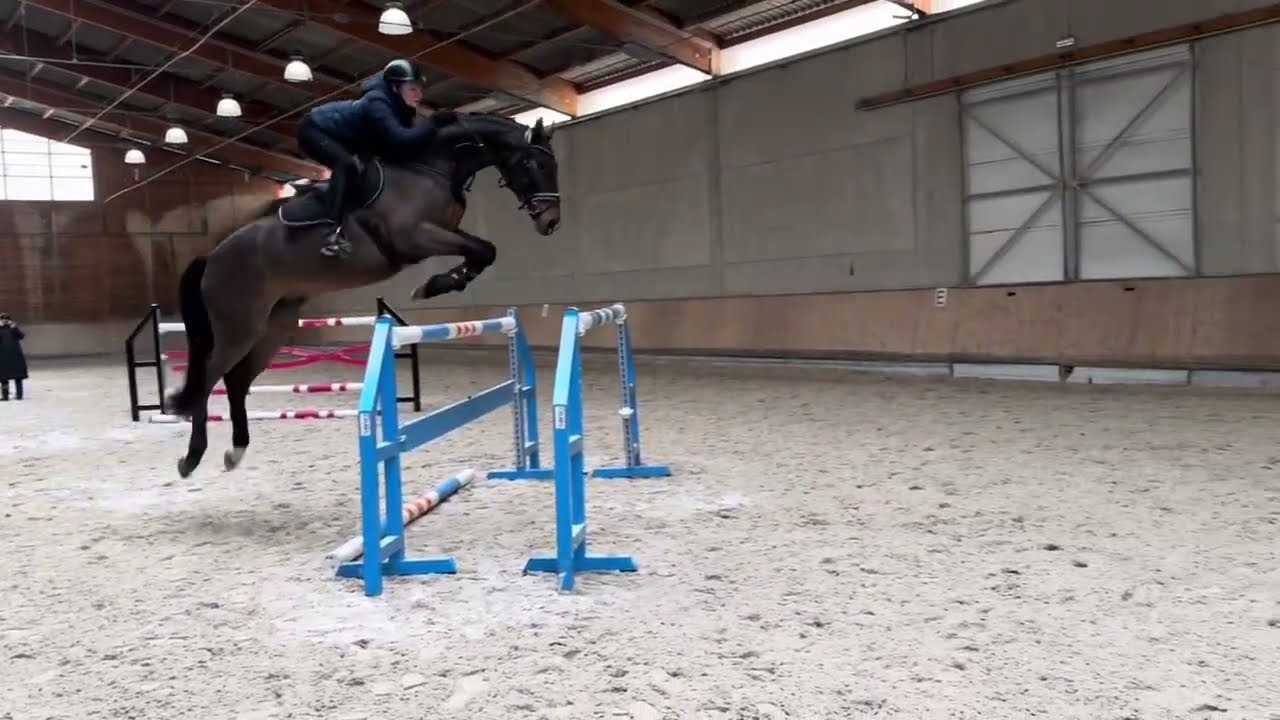 12yo schoolmaster gelding 130 level, M dressage level 