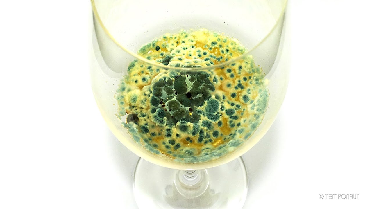White Wine Time-lapse