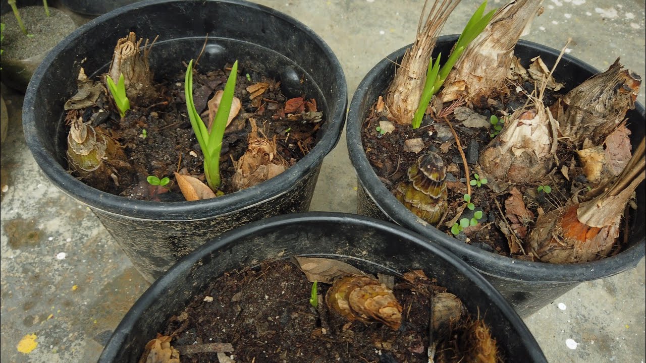 Orchid के बल्ब को कैसे आसानी से ग्रो करे | How To Grow Orchid Bulb At Home Very Easy Method