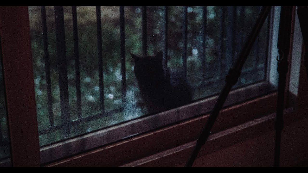 비오는 연휴의 길냥이 [GH7 + Sirui Anamorphic 35mm f1.8]