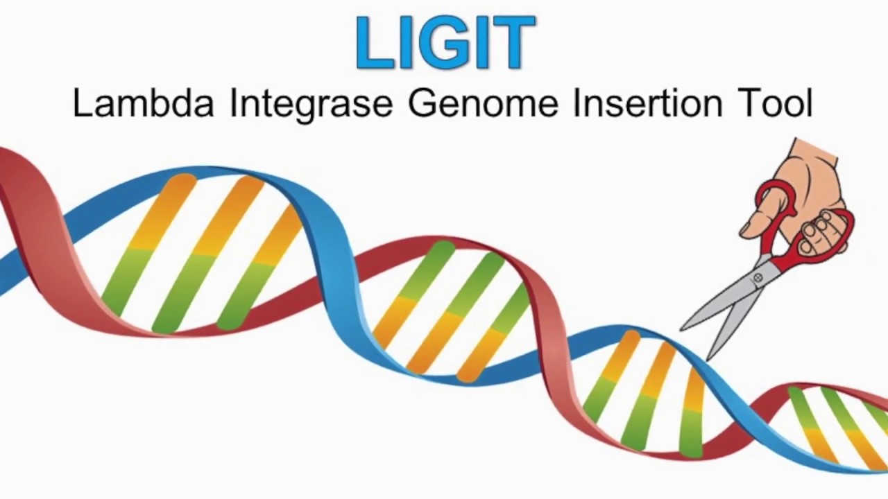 Lambda Integrase Genome Insertion Tool
