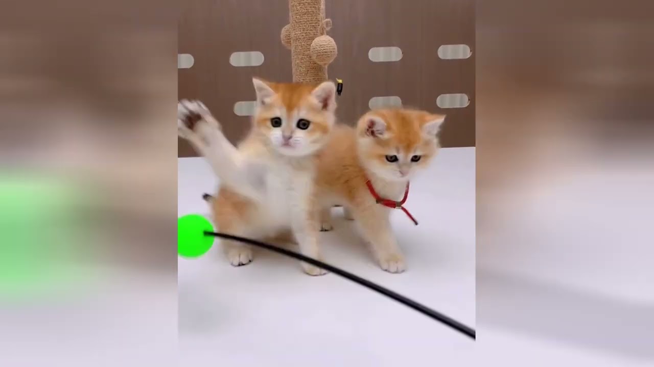 Soft and fluffy kittens are going to capture your love