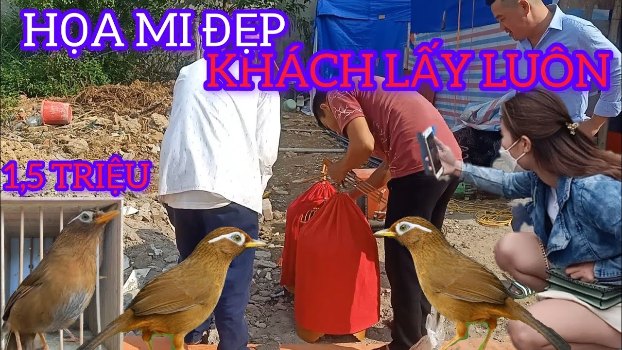 CON HỌA MI BỘ TO B&Aacute;N RẺ Ở CHỢ CHIM  VỪA SUỐNG LỒNG KH&Aacute;CH LẤY LU&Ocirc;N