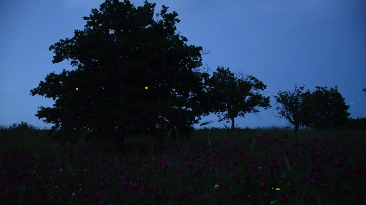 Contursi Terme, l'incanto delle lucciole in un videoclip