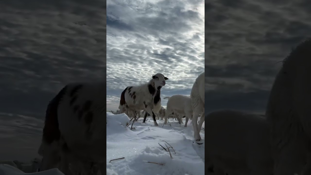 Moving rotationally grazed sheep in the snow. No sheepdog needed! They love to follow Farmer Dan.