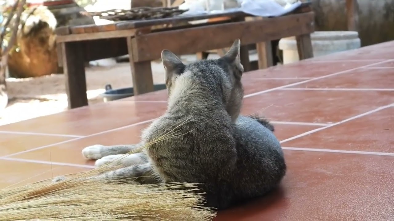 A Cat’s Quiet Moment – Just Watching the World Go By 🐈☀️