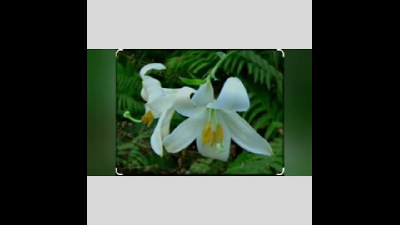 Ko tiew lily lily ,sur ba myllung bha, khasi