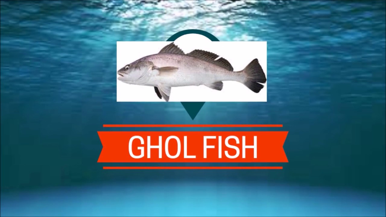 Ghol Fish Catch : Breaking news : Mumbai fishermen sell for Rs.5.5 Lakhs