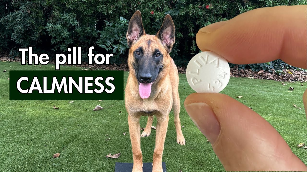 The Hidden Side Effects of Anxiety Meds for Your Dog