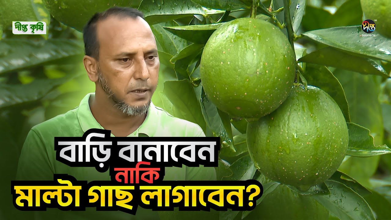 Deepto Krishi l মাত্র ৫০ হাজার টাকা বিনিয়োগে ৩ লাখ টাকার বেশি মাল্টা বিক্রি কিভাবে l Ep 1738 lOrange