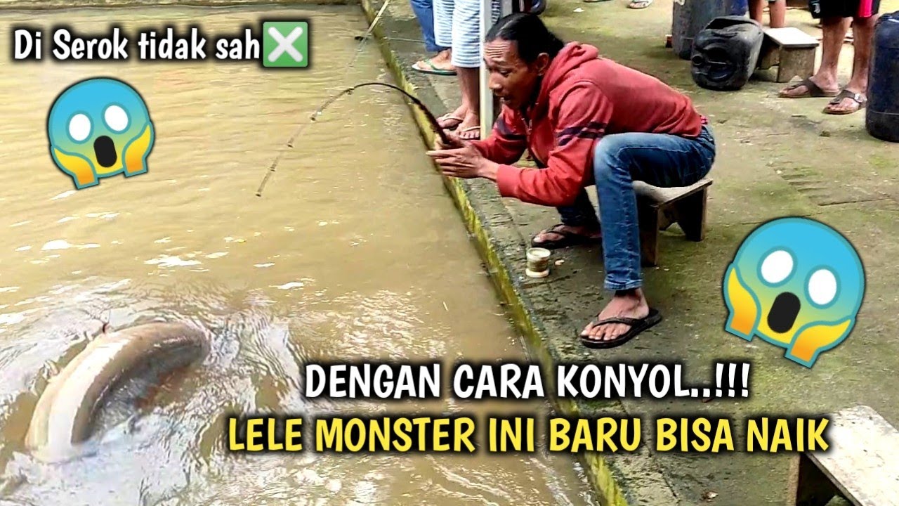 Kesusahan menaikan lele monster~Mancing Lele dikolam pemancingan