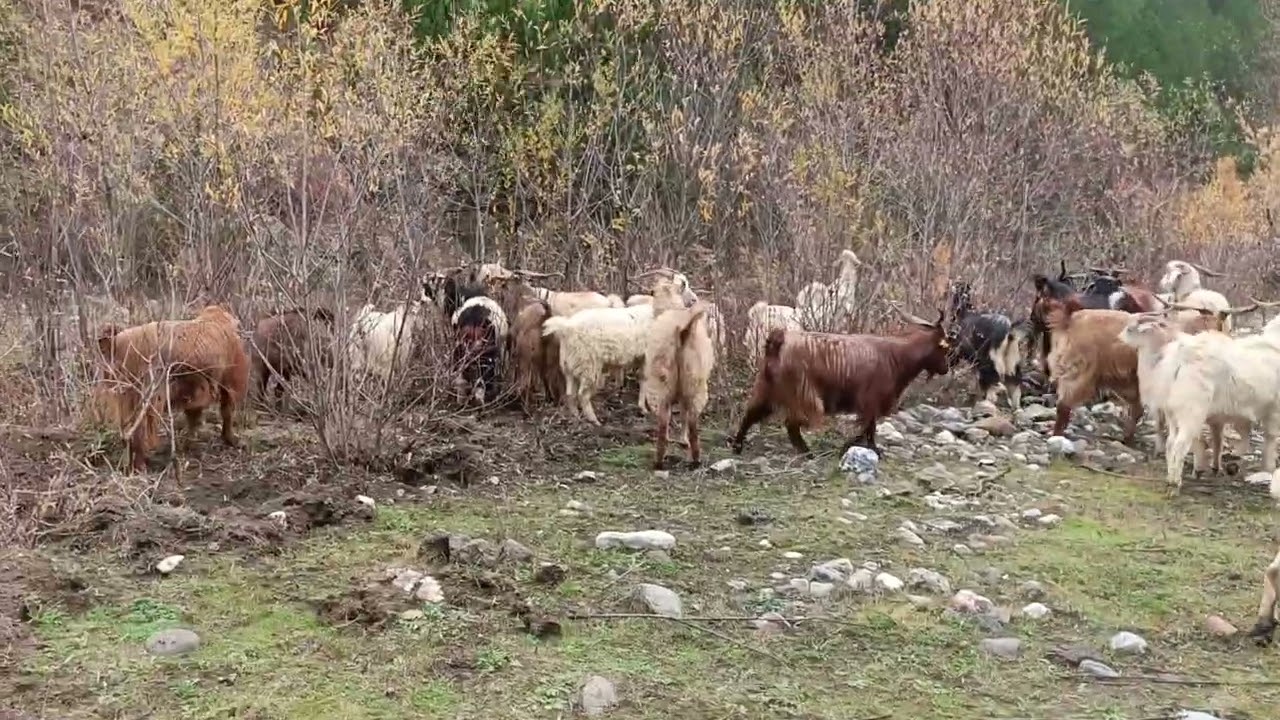 Babamla beraber dere kenarında davar güdüyoruz 🌳🌲#doğa #keşfet #orman 