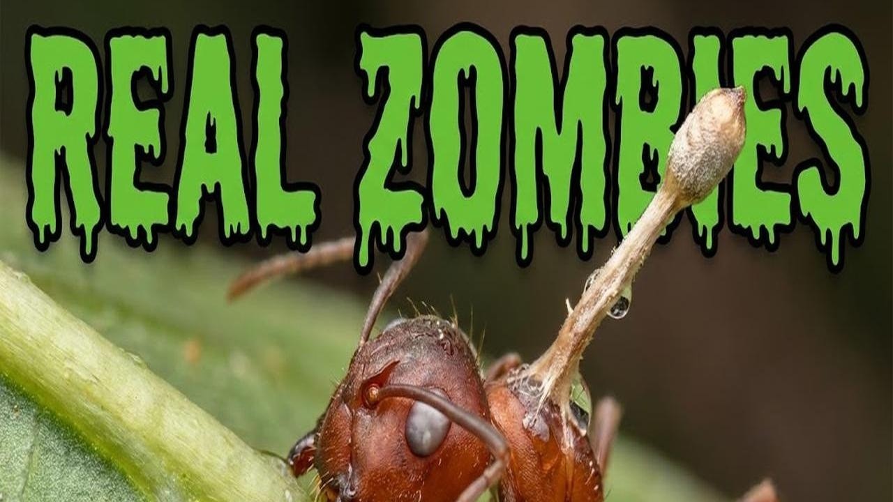The Real Zombie Apocalypse: How A Fungus Controls Ants