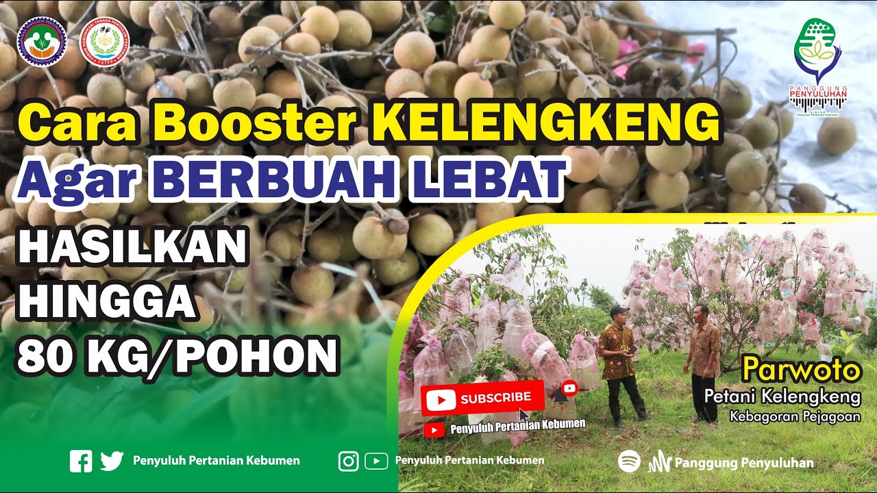Cara Booster KELENGKENG Agar BERBUAH LEBAT hingga HASILKAN 80 KG per Pohon Bersama Parwoto Hadi