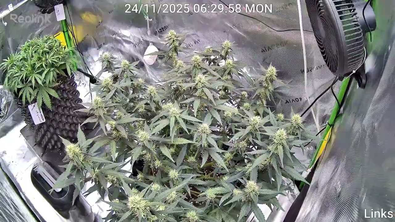 Frostbanger FastBuds 