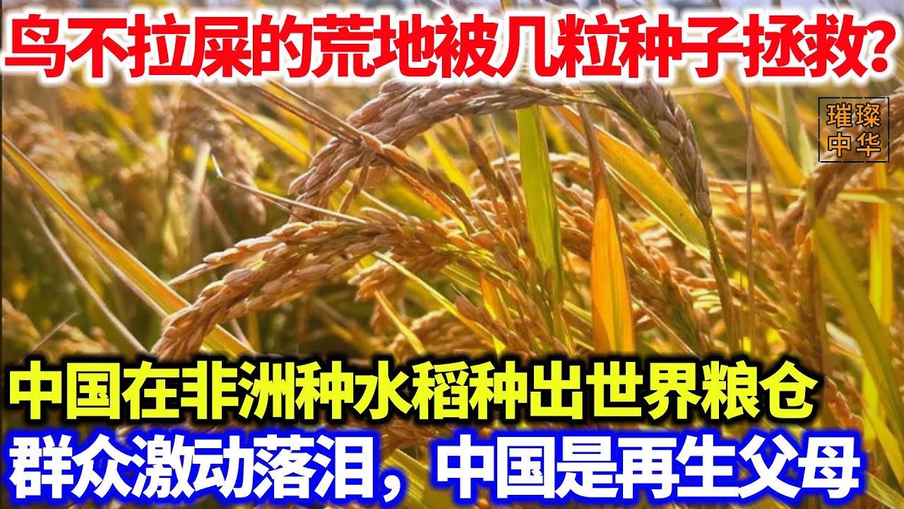 用一粒种子重建非洲粮仓？中国在非洲种水稻视频火爆出圈，民众泪目，中国是我们的再生父母#粮食 #水稻 #农业