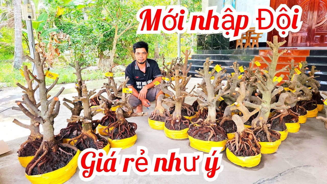 A Duy 📲 0384834321 khui vườn mới quái cây dáng long mai giảo Thủ Đức 19/3  (@MaivàngQuêdừa)