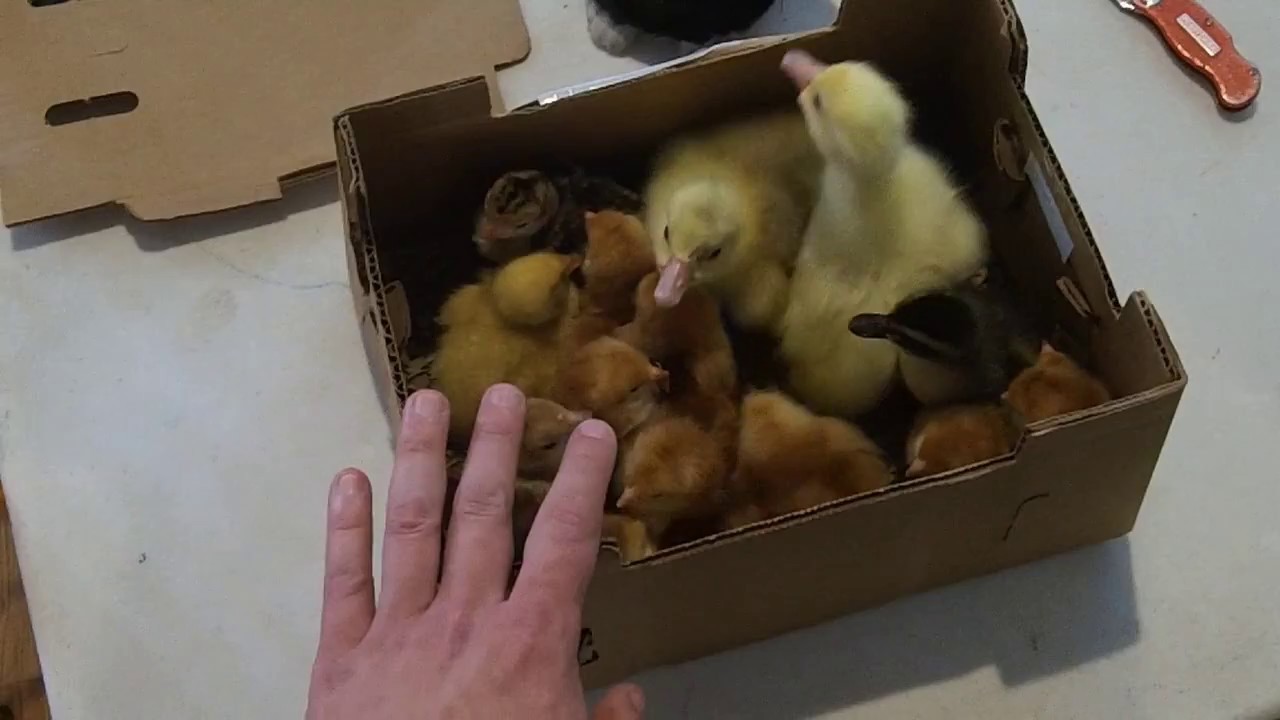 Homesteader's Delight McMurray Hatchery