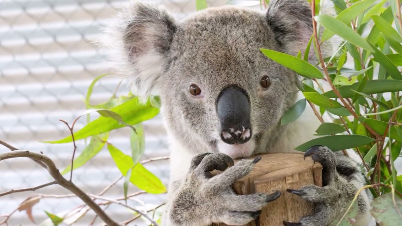 The story of Junior a local koala