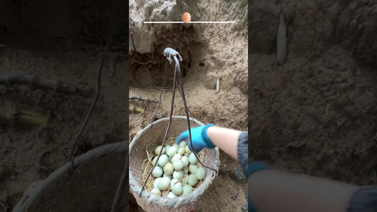Immersive Egg-picking After the rain clears up egg-picking is so stress-relieving. Com
