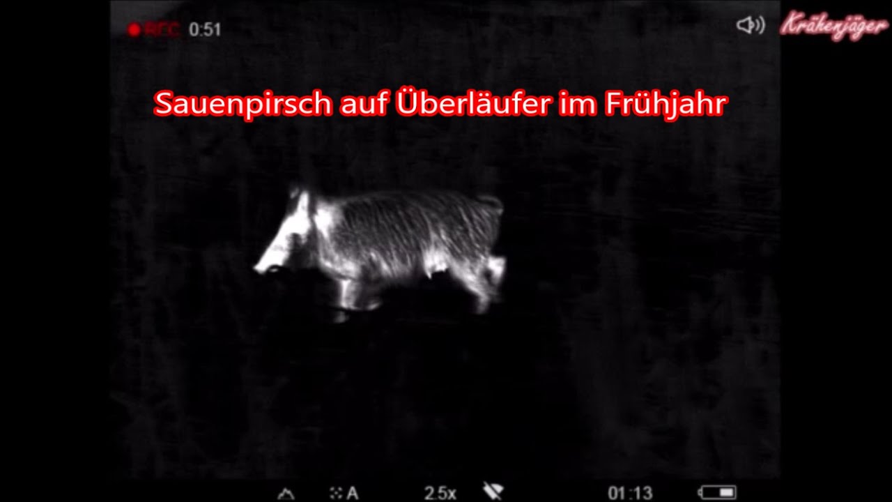 Sauenpirsch - Wild boar hunting - auf Überläufer im Frühjahr
