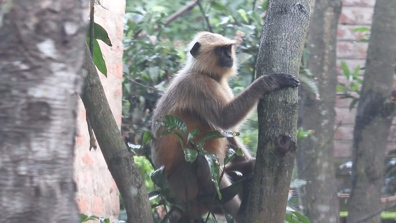 Monkey Video Part 8 |🐵 Trending Viral 2025 ✅ |