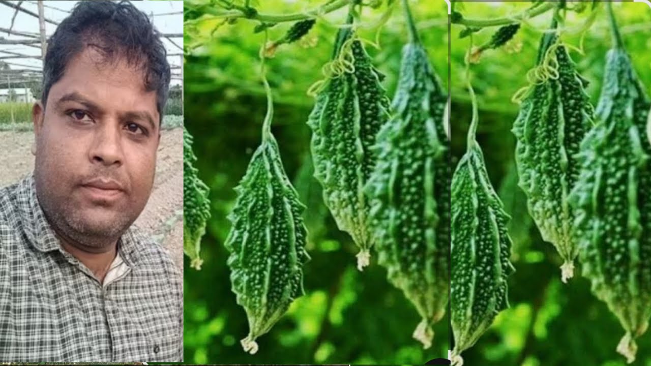  তিতা কেৰেলা খেতি। বৰ্তমান সময়ত কৰিলে কোনটো গুটি দিব।