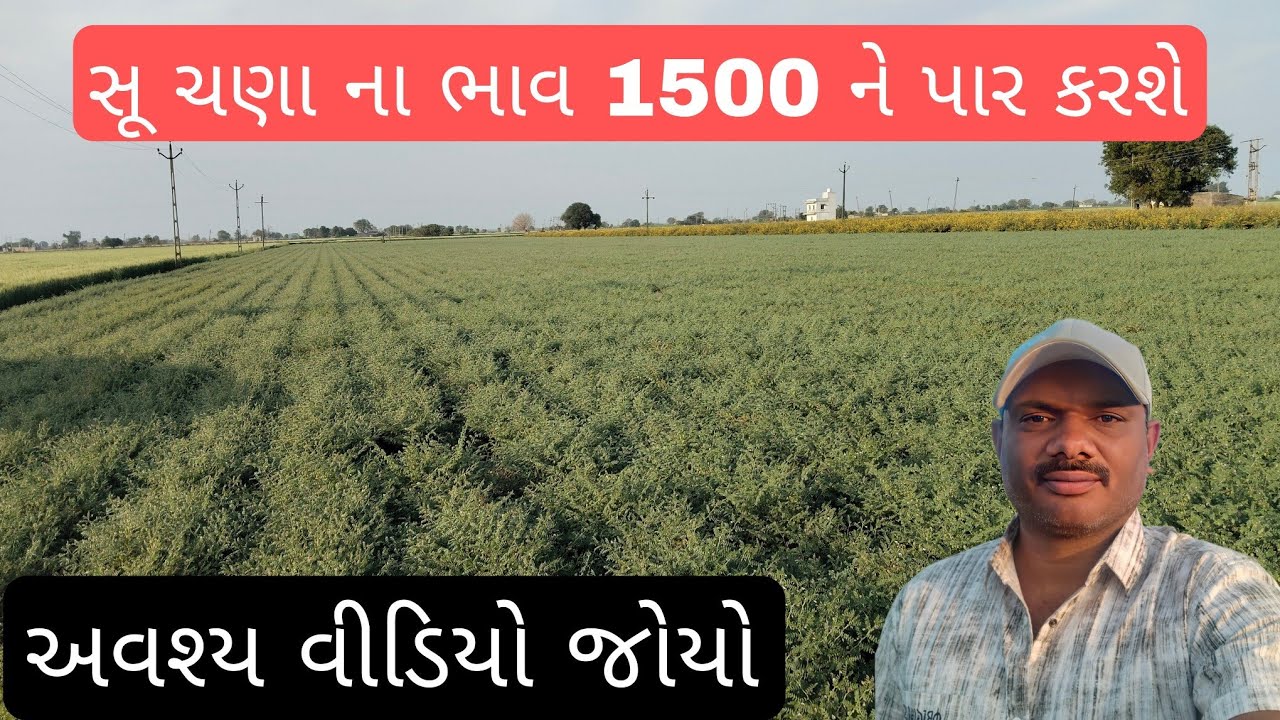 સૂ ચણા ના ભાવ 1500 ને પાર કરશે જાણો એના માટે 