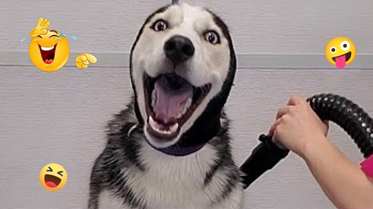 I Tried Not to Laugh… These Dogs Ruined It 😂🐶 | Funny Dogs 2026 #30