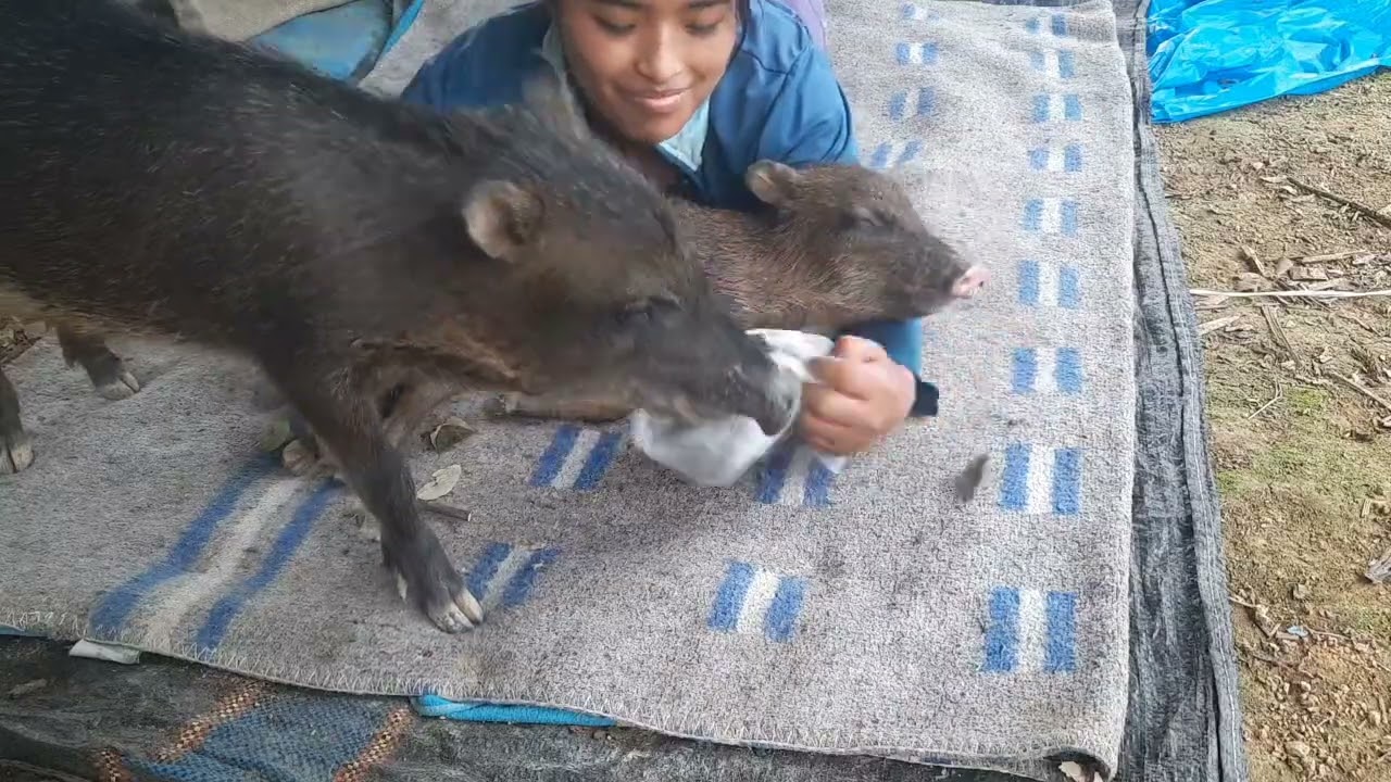 Boleando con mis huanganas 🐗🤭🤭