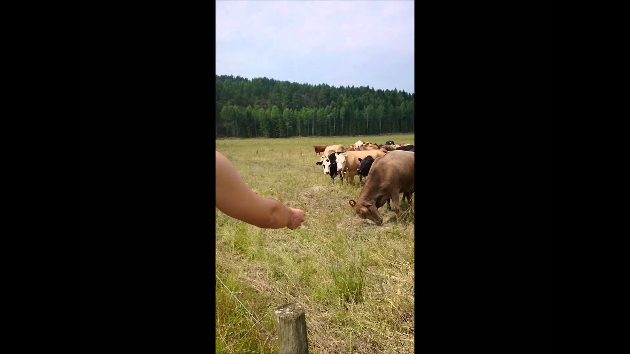 Lantliv del 6 - Smulor i mulen