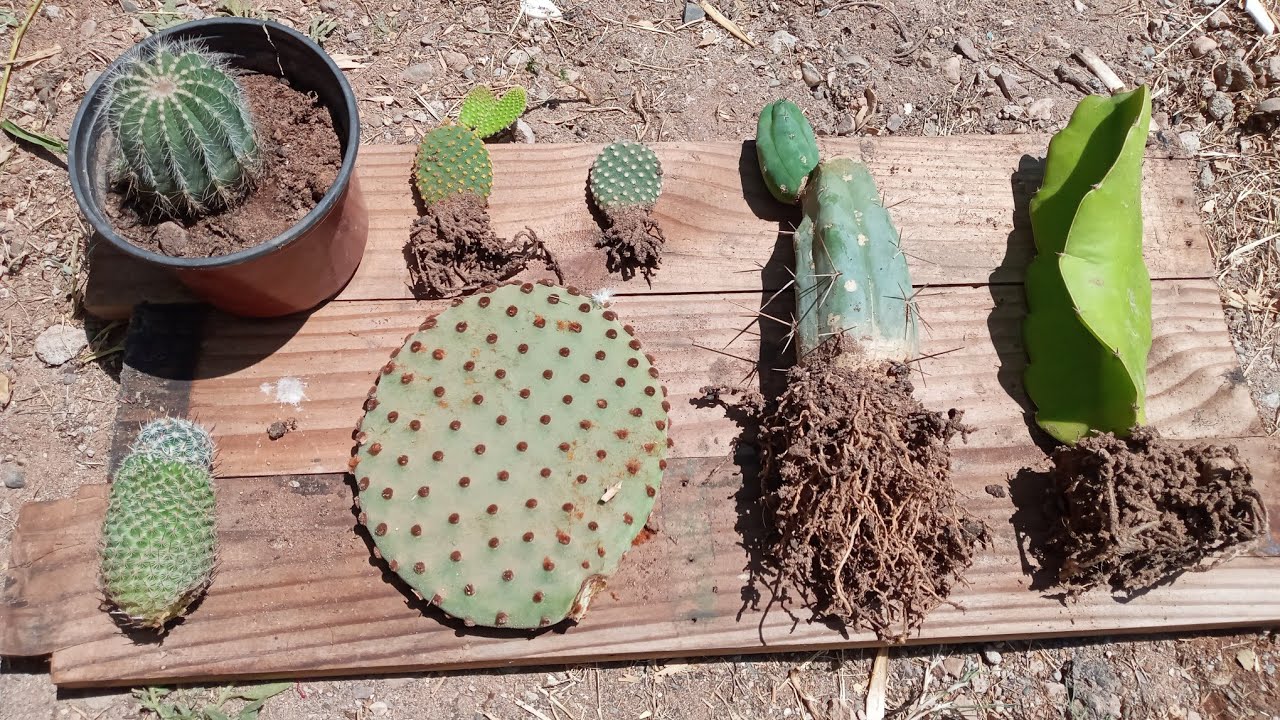 Comment multiplier un cactus