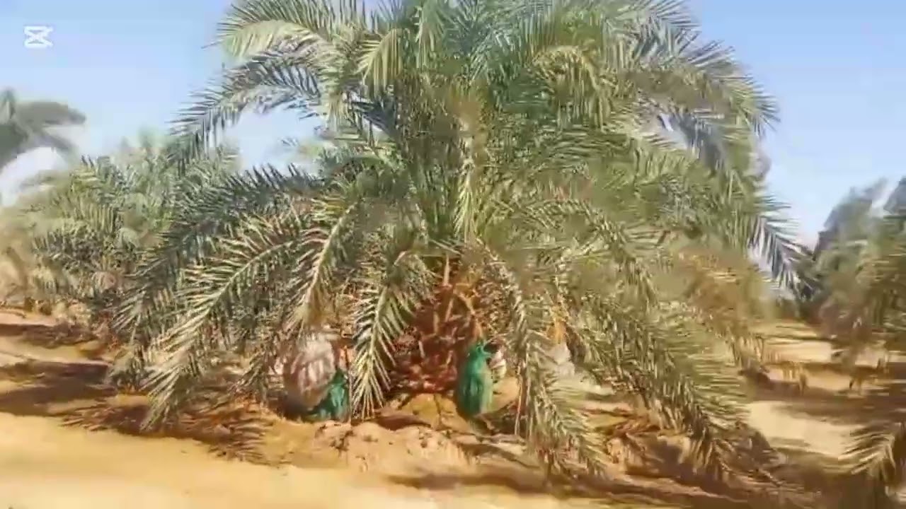 مزرعة 5 أفدنة للبيع فى الواحات البحرية 01285651047