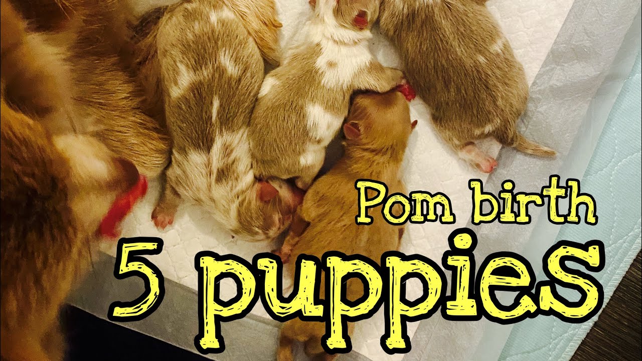 Pomeranian Birth 5 Puppies Dog Breeding 101