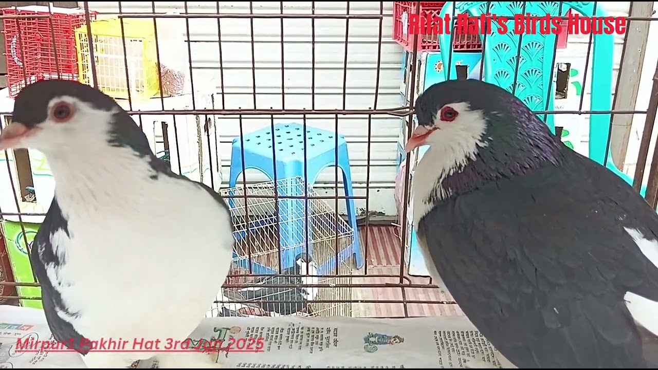 Birds-Animal market in Mirpur1, Dhaka-BD, Part32!