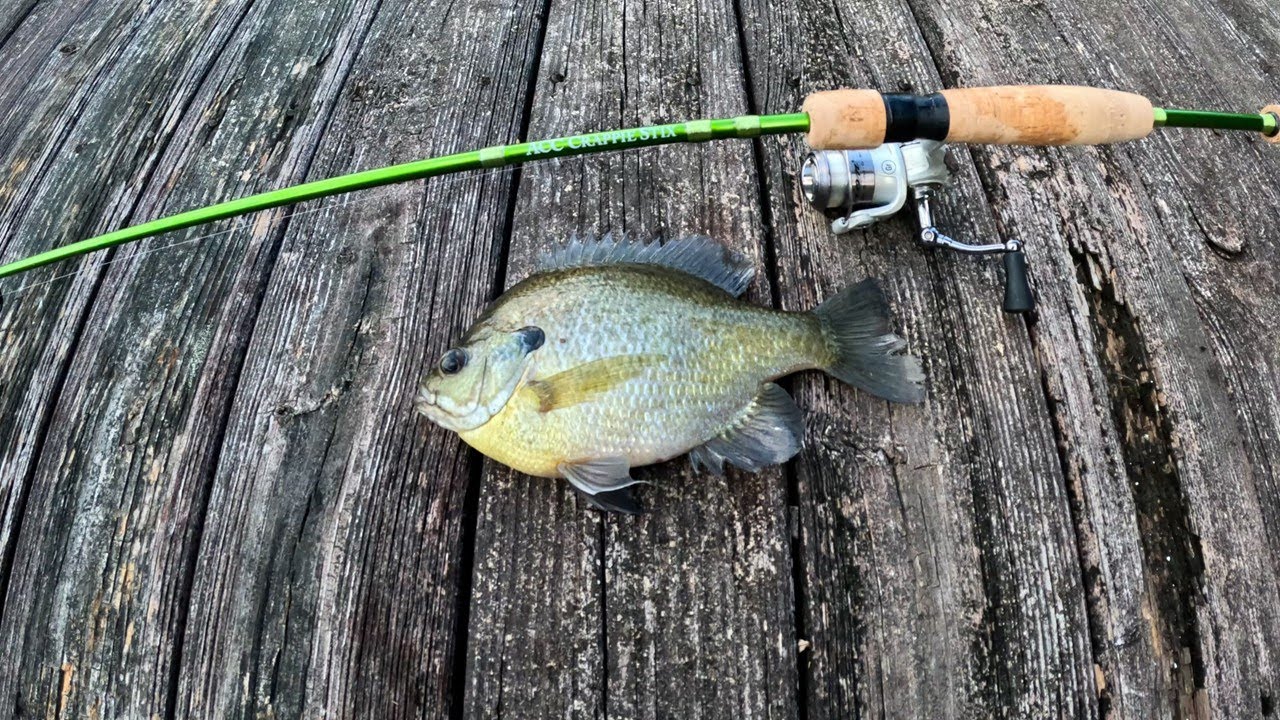 ACC Crappie Stix Review