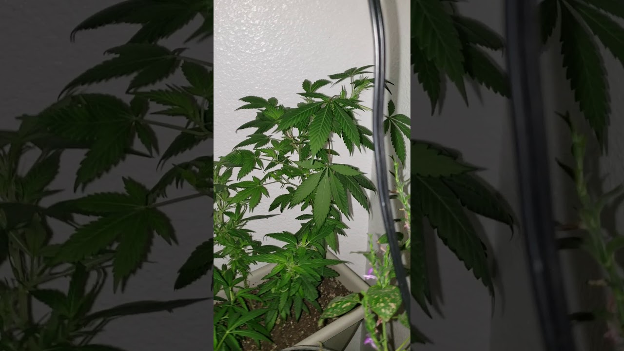 Female Cannabis Plants
