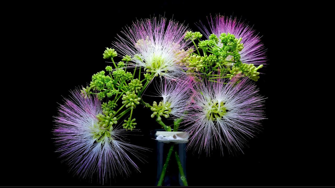The flowers of spring-Blooming glowing flowers Timelapse