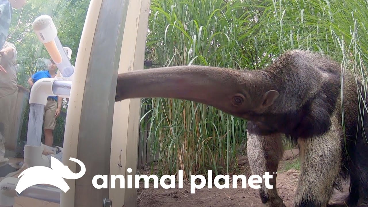 Tamanduá recebe ajuda de especialistas para se alimentar melhor | O Zoológico | Animal Planet Brasil