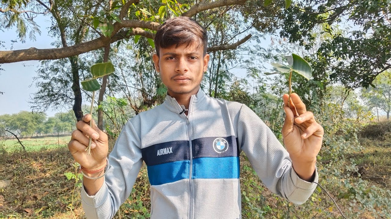 Gaon me aam ke pattii se firagngii kaise banaye full detail video 🤣