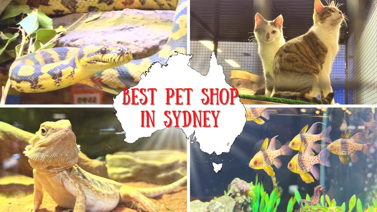 Best Pet Shop in Sydney || Australian Pet Stop || Pet Shop Tour || Which pet did we end up buying?