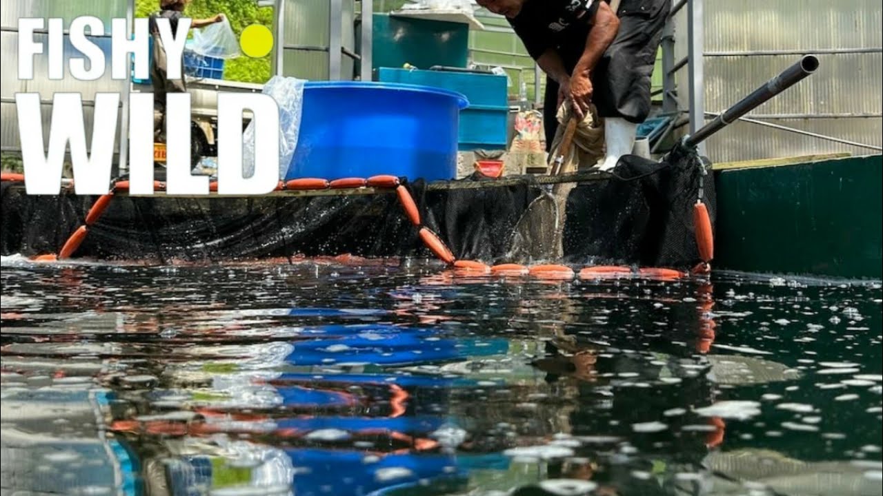 Ultimate Guide to Stunning Koi: Expert Tips and Breathtaking Footage!