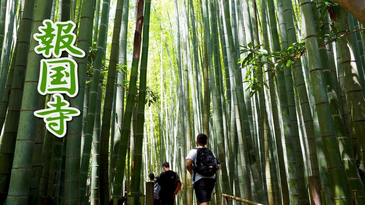 Bamboo Garden in Hokoku-ji Temple #報国寺 #4K