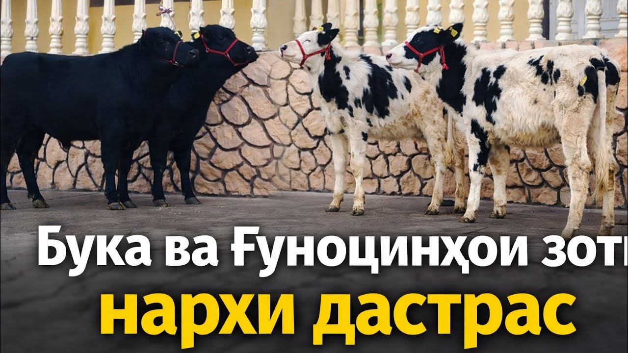 ЧОР САР БУҚА ВА ҒУНОҶИНҲОИ БАРОИ МОЛКАДАН НАРХИ ДАСТРАС 22 января 2026 г.