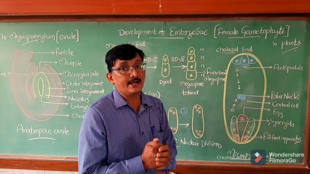 Embryosac  # Development of Female Gametophyte in plants cl XII CBSE , IP & NEET