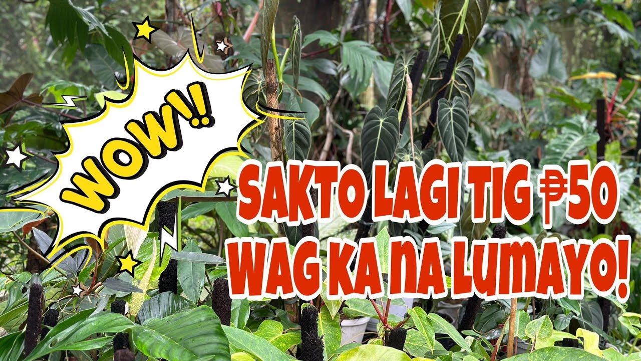SAKTO LAGI TIG ₱50 PATOK DITO!