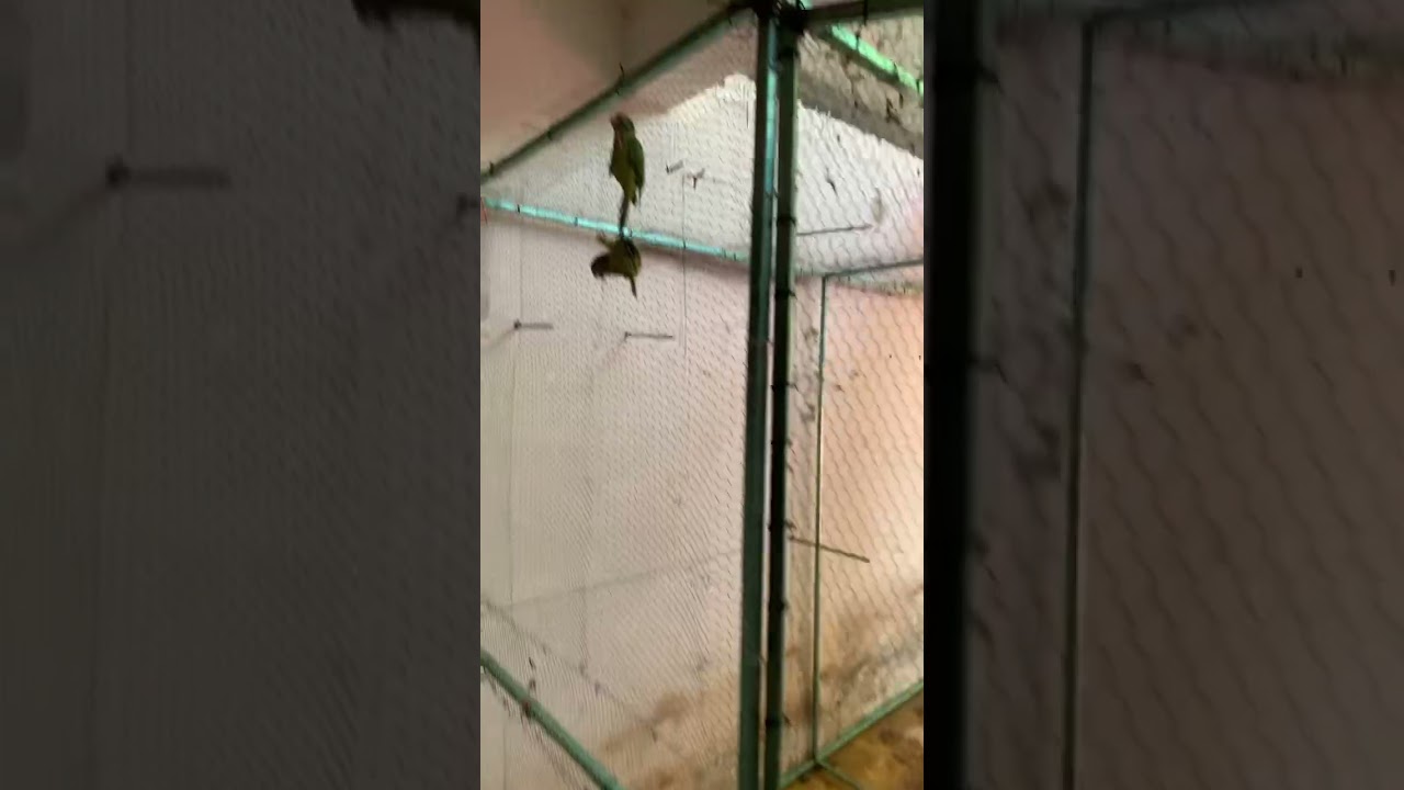 Voladera para aves
